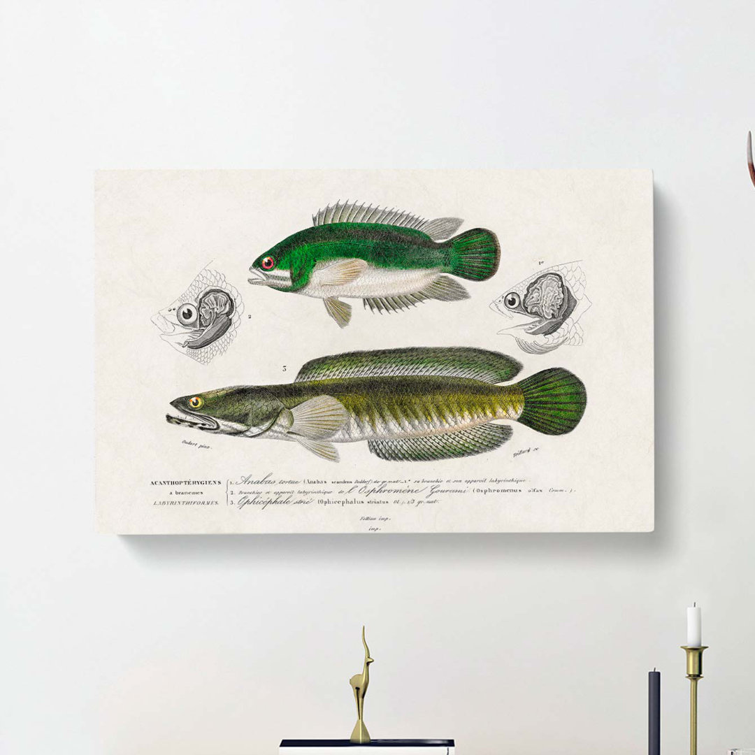 Green Fish Illustrations by Charles D' Orbigny - Wrapped Canvas
