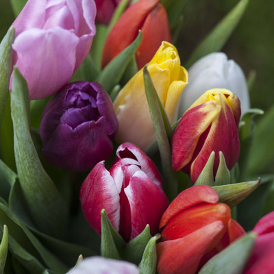 Tulips Close Up by Ph2212 - Wrapped Canvas Print