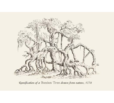 « ramification of a banian tree » par baron de montalemert, reproduction d’art