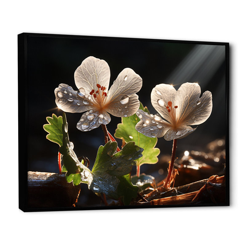 " Grey Geraniums Field III ", Cadre flottant noir, 12" H x 20" W