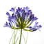 Andaiye 90 cm H Faux Plant-1459617945
