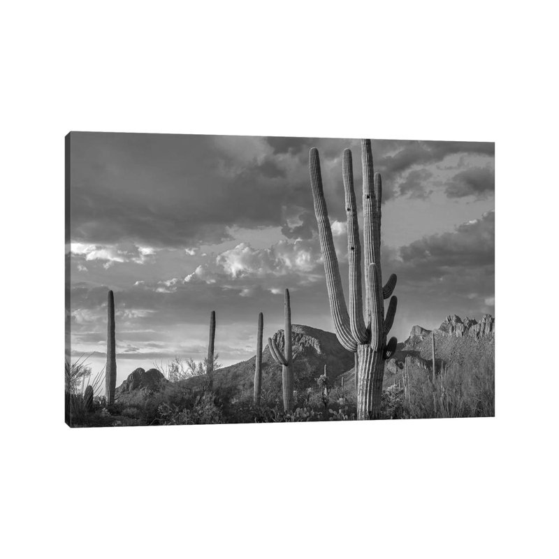 Woodpecker Holes In Saguaro Cactus, Tucson Mountains, Saguaro National Park (West), Arizona by Tim Fitzharris - Gallery-Wrapped Canvas Giclée on Canvas