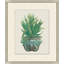 Aloe Pot 6 Print