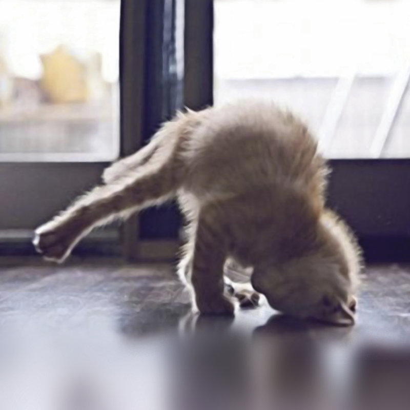 Cat Yoga X, H 36 po x l 36 po
