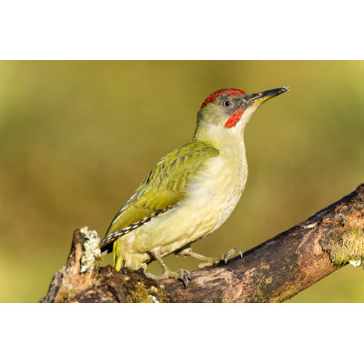 Green Woodpecker by Studioimagen73 - Wrapped Canvas Print