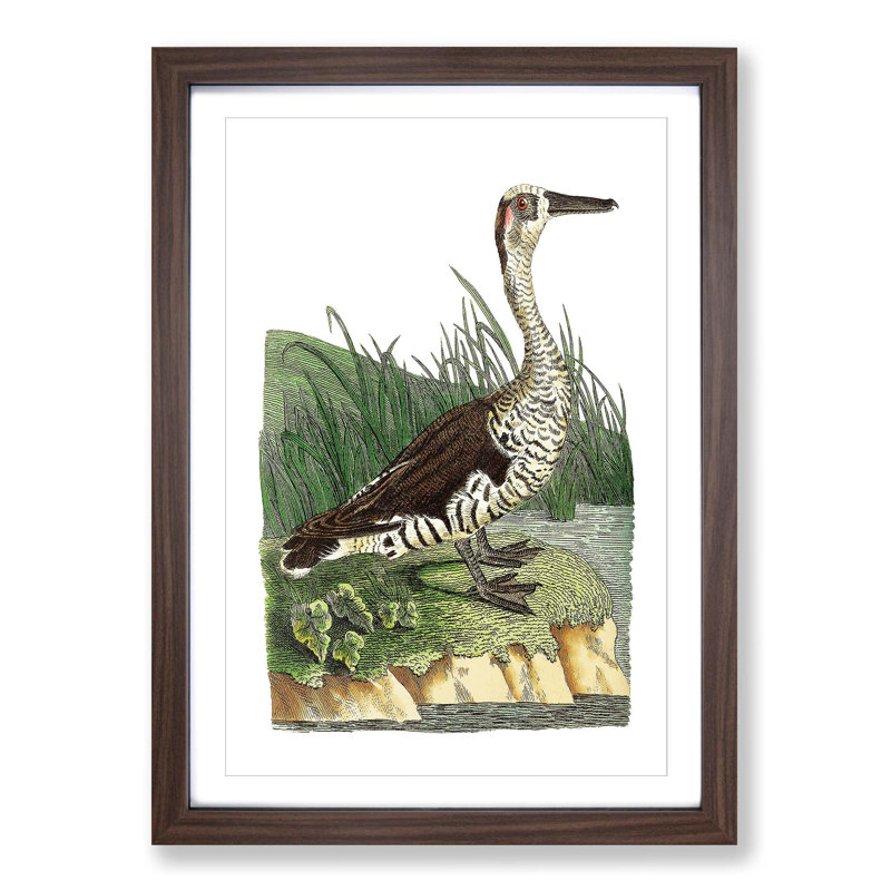 Fasciated Duck by George Shaw - Picture Frame Painting Print, Walnut Framed, 48cm H x 36cm W x 2cm D