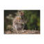 No Frame Print on Canvas