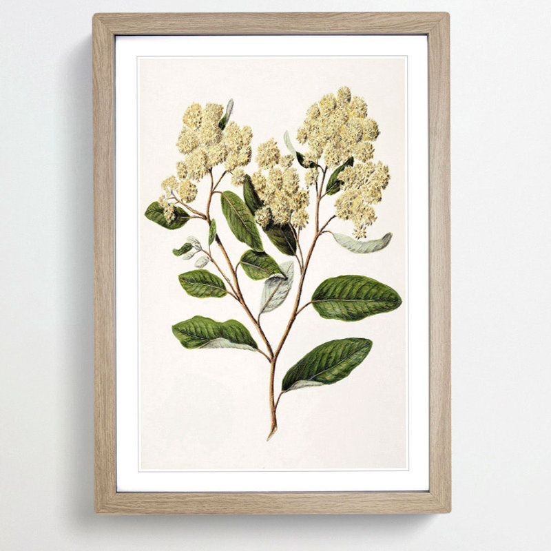 Kumarahou Flowers by Sarah Featon - Picture Frame Graphic Art Print, 36cm H x 27cm W x 2cm D, Oak Framed