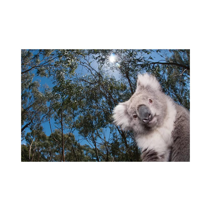 Koala In Gum Tree Forest, Victoria, Australia by Tui De Roy - Wrapped Canvas Print, 101.6 cm H x 66.04 cm W x 1.91 cm D
