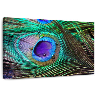 Brampt Blue Indian Peacock