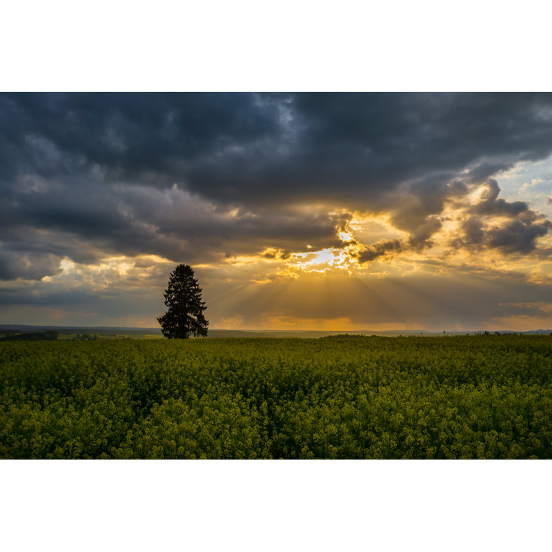 Yellow Field Of Rape In Full Flower With Dramatic Sky - Wrapped Canvas Print, 61cm H x 91cm W x 3.8cm D