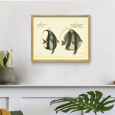 Bloch Antique Fish I -Framed Print - Restickable