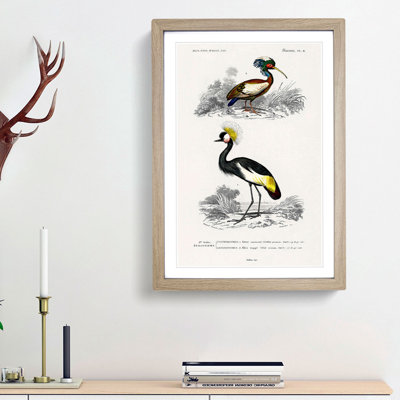 Bird Illustrations PL. 9 by Charles d Orbigny - Framed Print