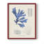 «Blue Marine Algae», reproduction encadrée en bois massif-568179106-568179113