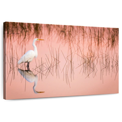 Grande aigrette Brampt sur marais
