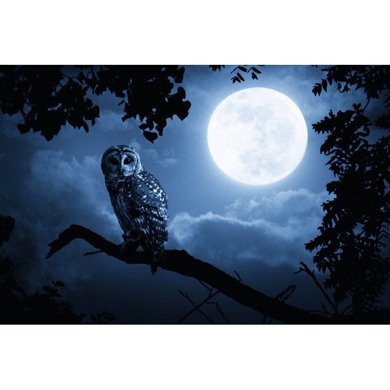 Owl Watching - Wrapped Canvas Print, 30cm H x 46cm W x 3.8cm D