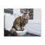 Mignon chat assis sur une toilette, impression sur toile-1370060886
