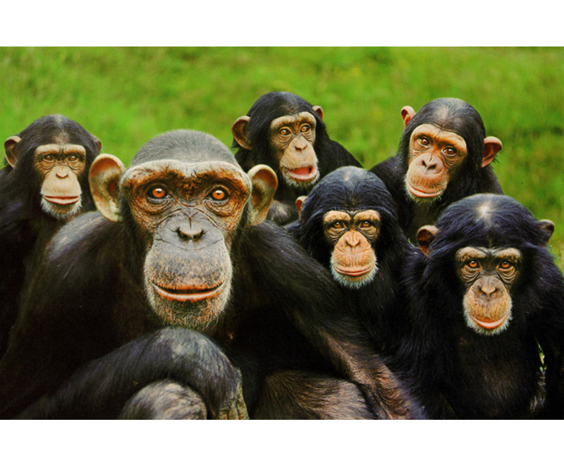 Chimpanzees, 12" H x 18" W