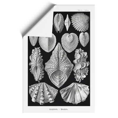 Seashells Acephala by Ernst Haeckel - Frameless Print