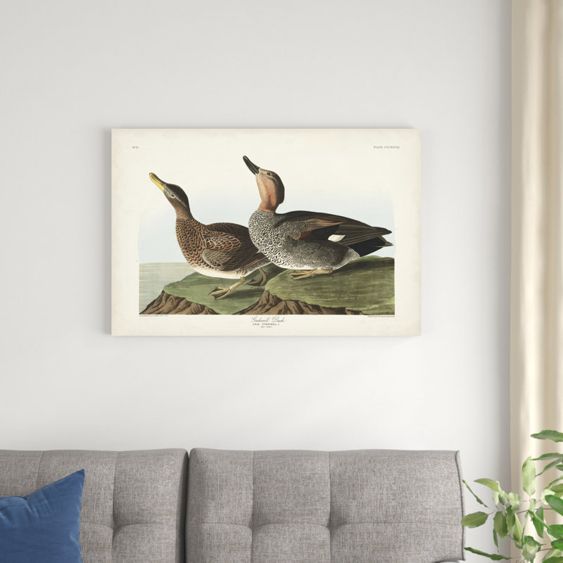 Pl 348 Galdwell Duck, H 24 po x l 36 po