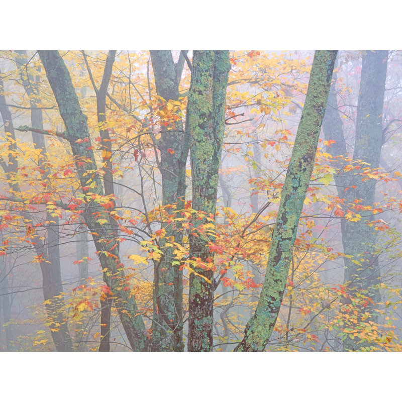 «Autumn Portrait Blue Ridge Parkway # 1» par Bruce Heinemann - photographie, Toile avec cadre noir, 24" H x 32" W