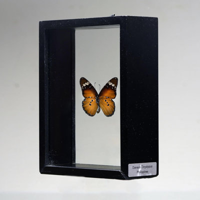 Beautiful Handmade Butterfly Box - Brown/Black