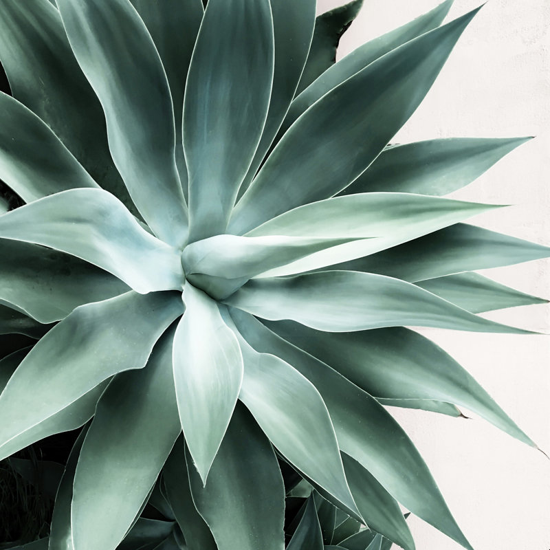 «Bursting into Life» par Gale Switzer - photographie sur toile tendue, H 36 po x l 36 po