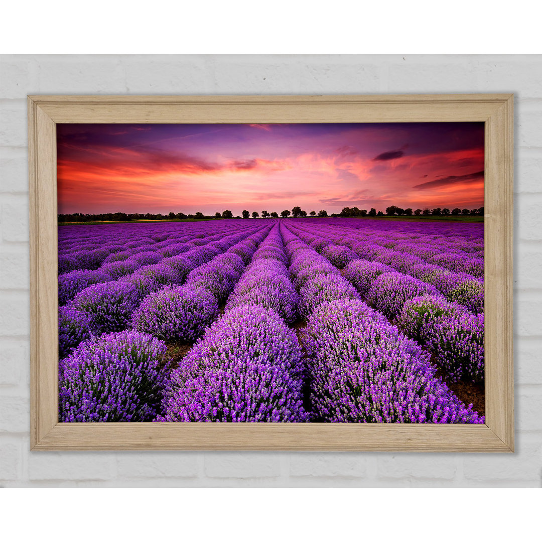 Gerahmtes Leinwandbild Lavender Fields