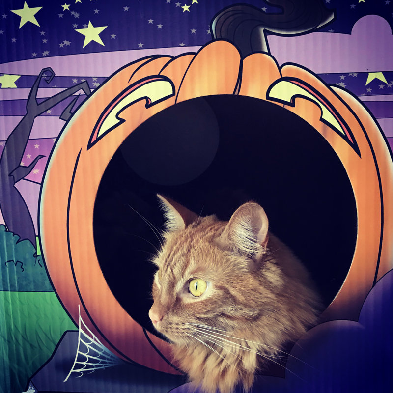 Maison pour chat Tashania
