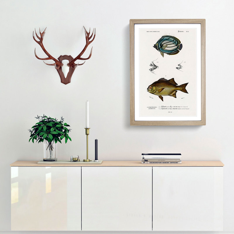 Fish Illustrations PL. 8 by Charles d' Orbigny - Picture Frame Graphic Art Print, Oak Framed, 65cm H x 48cm W x 2cm D
