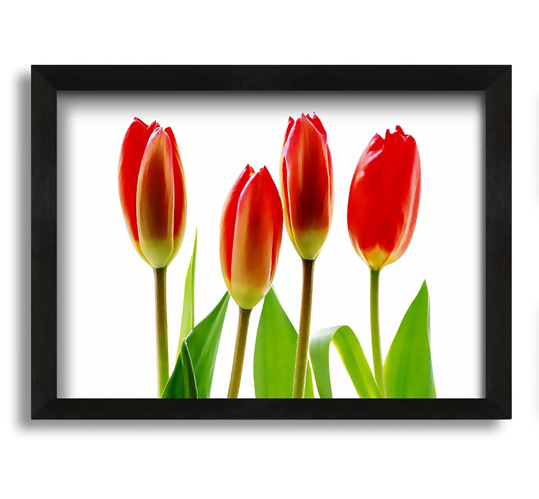 Gerahmtes Leinwandbild Red Tulip Quads