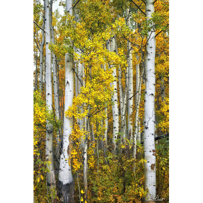 Yellow Woods V - Wrapped Canvas Painting