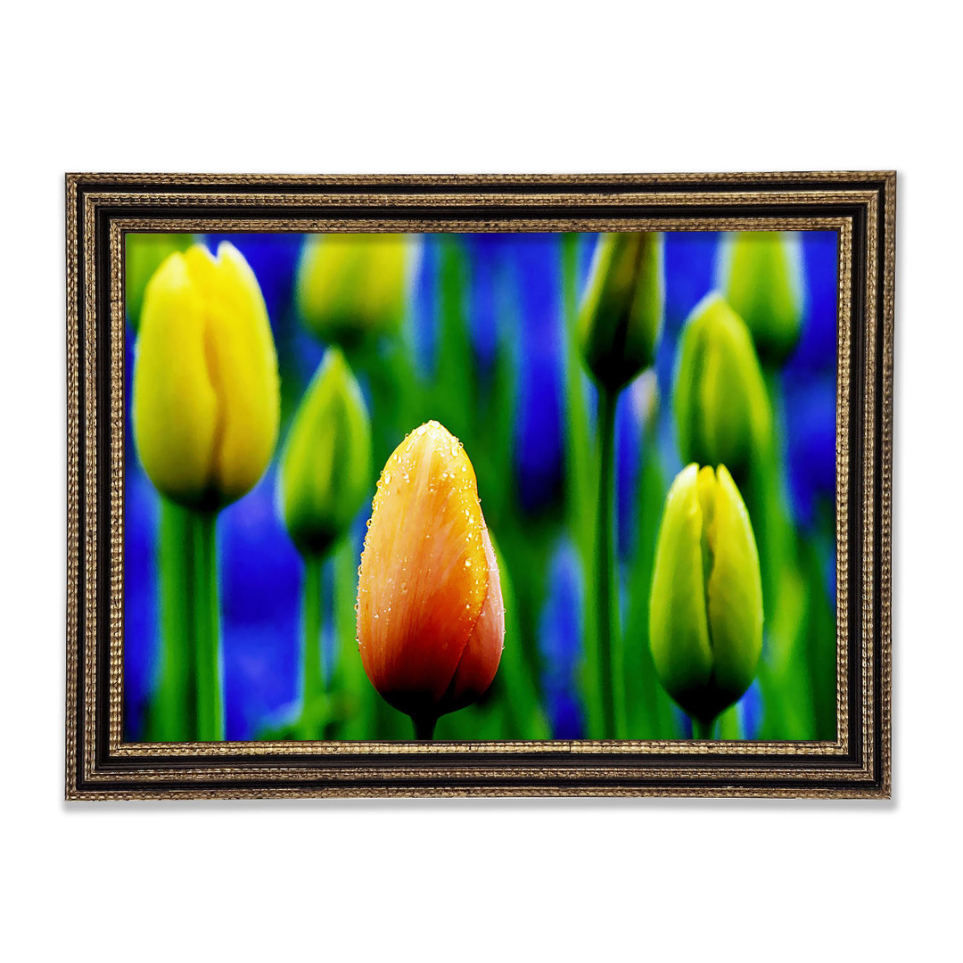 Gelbe Tulpen in einem blauen Feld Gerahmter Druck