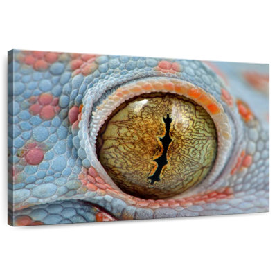 Tokes Gecko Eye
