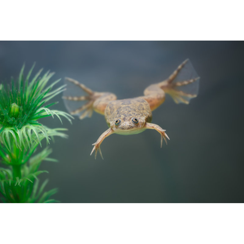 Exotic Frog Natation par Pirotehnik - Photographie sur toile tendue, L 12 po x H 8 po