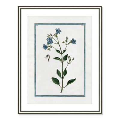 Colombe "Shabby Elegance Botanical II" Print