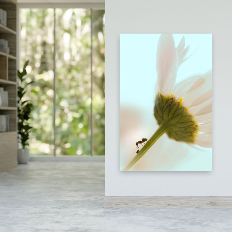 Ant Climbing Daisy Stem Delicate Peaceful Abstract Ant Daisy Flower Nature Wall Art Print by Ylva Sjogren - Print