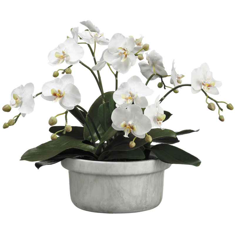 Plante florale en pot phalaenopsis