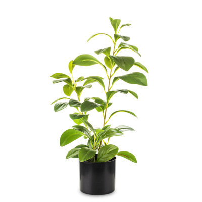 42cm Faux Peperomia Tree in Earthenware Pot