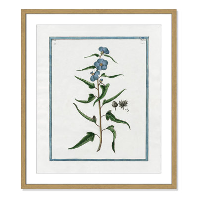 Colombe "Shabby Elegance Botanical I" Print
