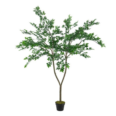 Polyscias Fruticosa Tree