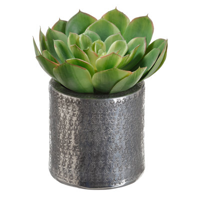 8H7W8 L ECHEVERIA EN POT