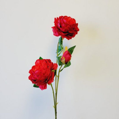 Pivoine