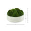 Nature's Nostalgia 8'' Moss Plant in Fiberstone Planter-372185924