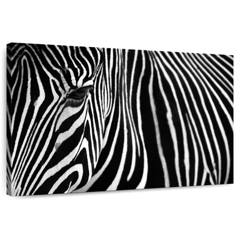 Brampt Zebra In Lisbon Zoo, 32" H x 48" W