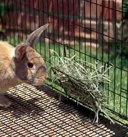 Small Animal