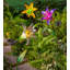 Piquet de jardin Laanthony-814196996