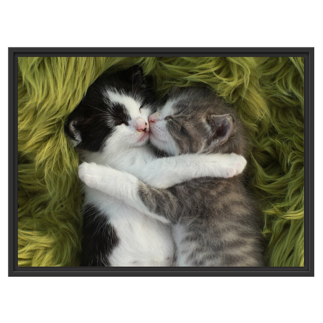 Gerahmtes Wandbild Two Cuddling Kittens