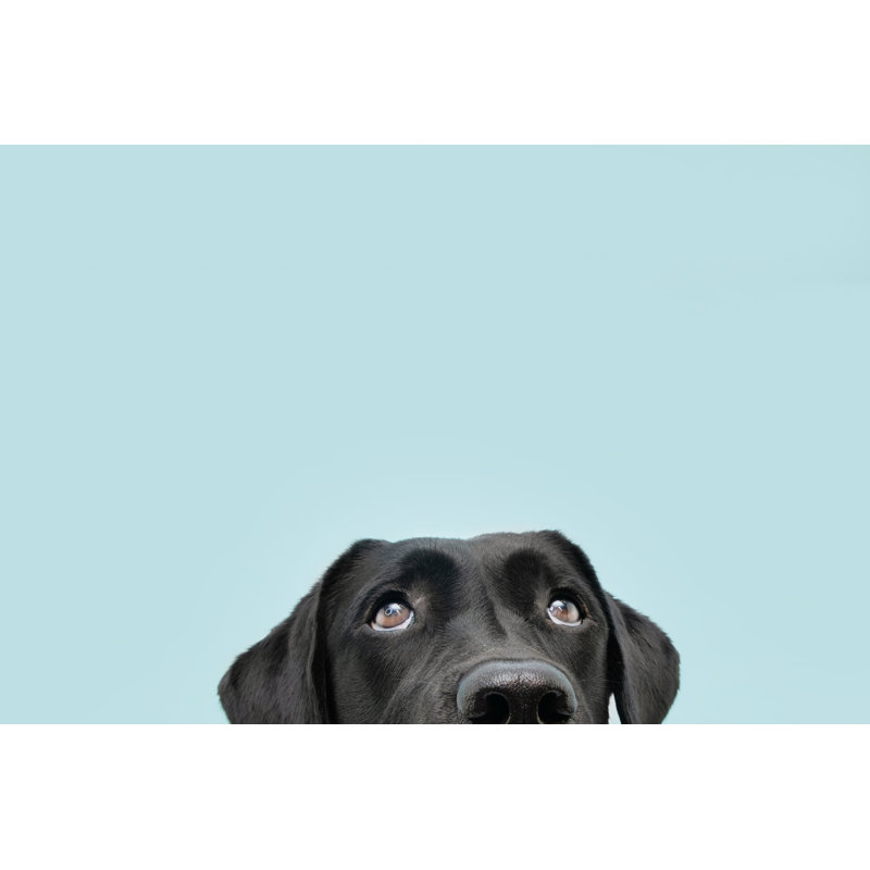 Labrador Dog - Wrapped Canvas Print, 20cm H x 30cm W x 3.8cm D
