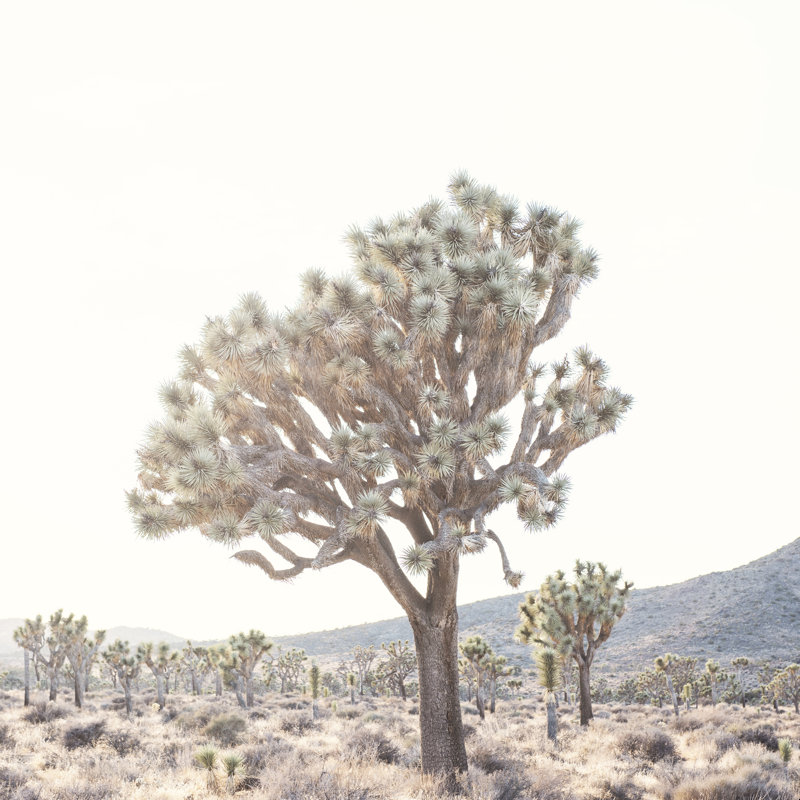 Bree Madden Desert Light, H 36 po x l 36 po, Non, Cadre photo noyer